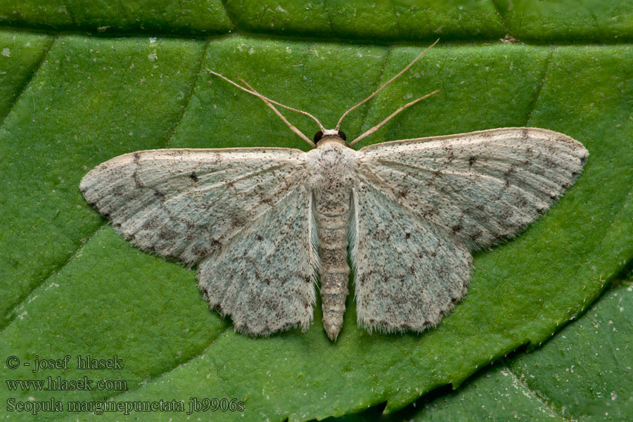 Mullein Wave Graugesprenkelter Kleinspanner Scopula marginepunctata