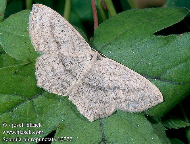 Scopula nigropunctata Sub-angled Wave Feketepettyes araszol