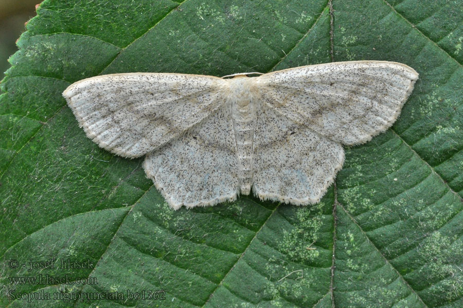 Vlnopásník jitrocelový Scopula nigropunctata