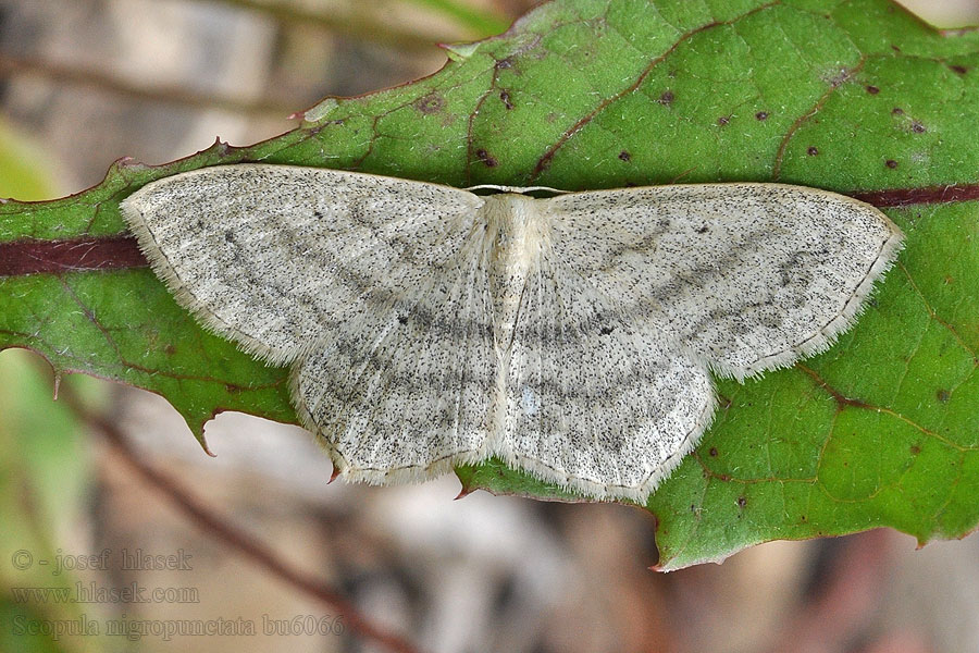 Idaea Sub-angled Wave Feketepettyes araszoló Scopula nigropunctata