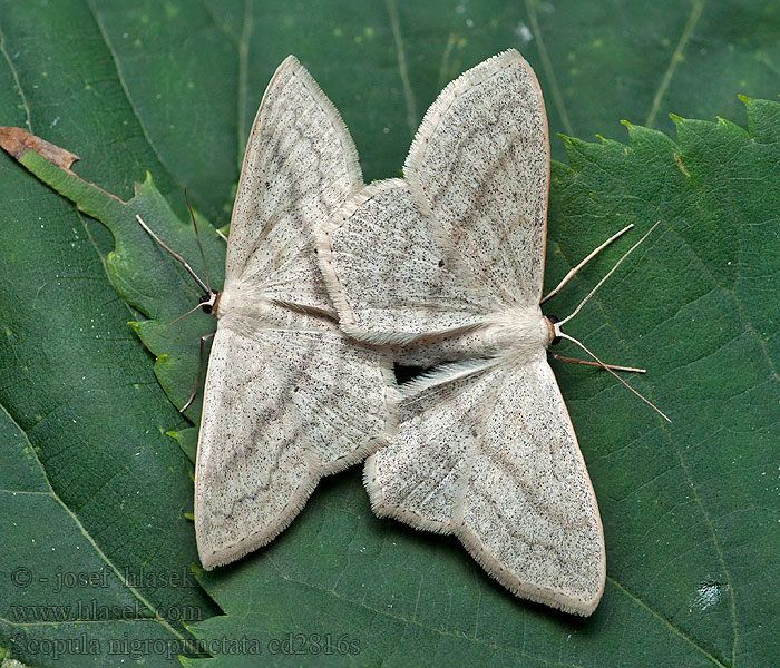 Ziest-Kleinspanner Piadica skorocelová Scopula nigropunctata