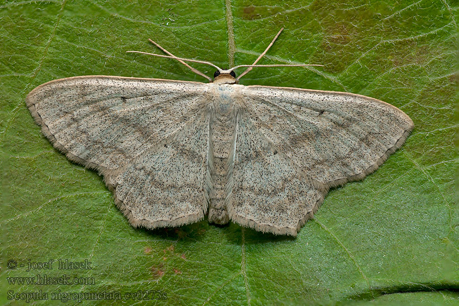 Ziest-Kleinspanner Piadica skorocelová Scopula nigropunctata