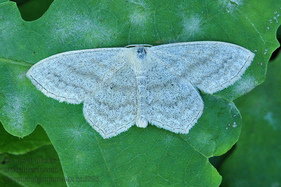 Idaea Sub-angled Wave Feketepettyes araszoló Scopula nigropunctata