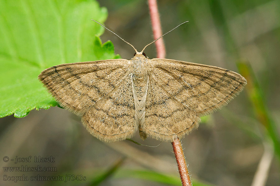 Scopula ochraceata