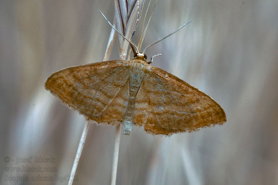 Scopula ochrata Idaea Vlnopásník hnědonachový Piadica nachová