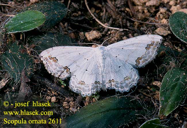 Scopula ornata Lace Border Phalene ornée Díszes sávosaraszoló