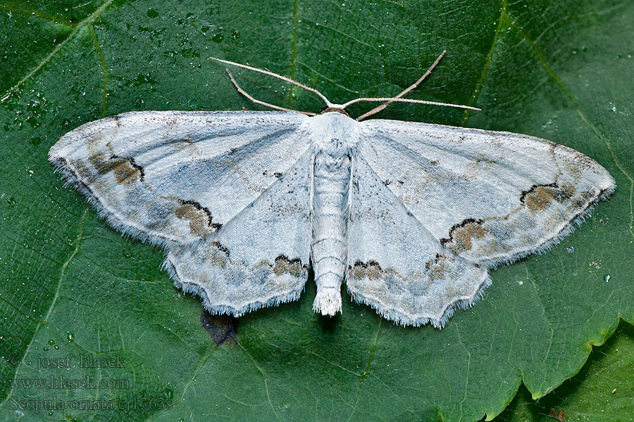 Vlnopásník okrášlený Scopula ornata