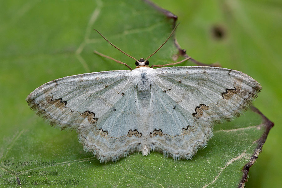 Vlnopásník okrášlený Scopula ornata