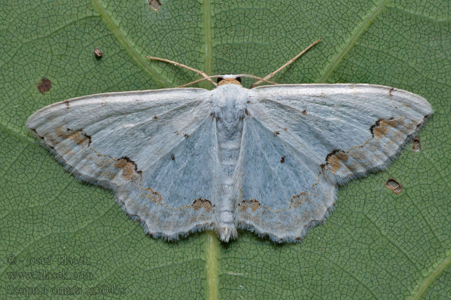 Schmuck-Kleinspanner Scopula ornata