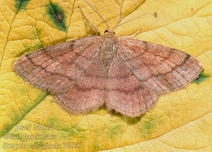 Scopula rubiginata Plemyria Tawny Wave Piros sávosaraszoló