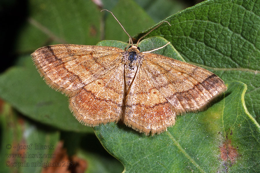 Scopula rubiginata Plemyria Tawny Wave Piros sávosaraszoló