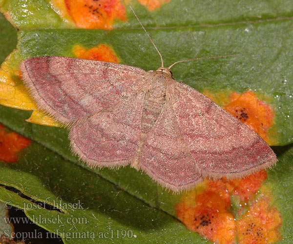 Scopula rubiginata Plemyria Vlnopásník hnědonachový