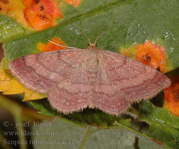 Vlnopásník hnědonachový Scopula rubiginata Plemyria Tawny Wave