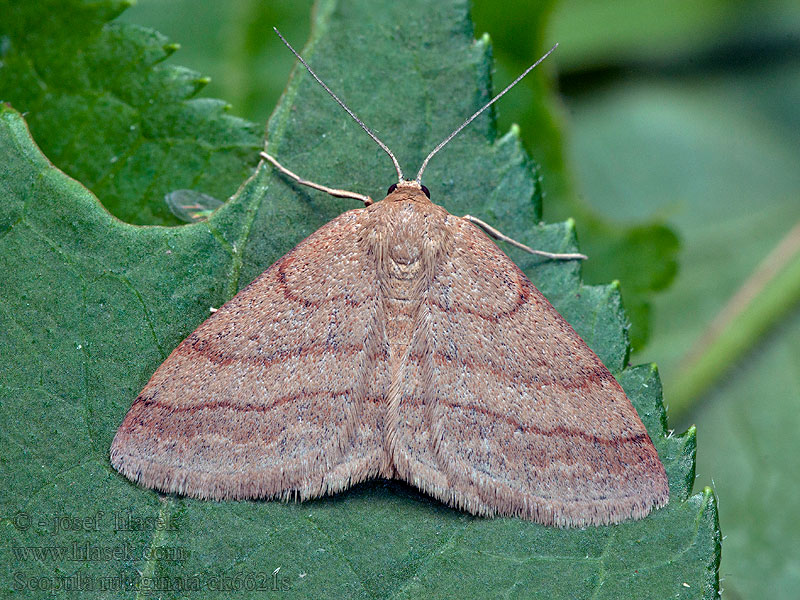 Tawny Wave Scopula rubiginata