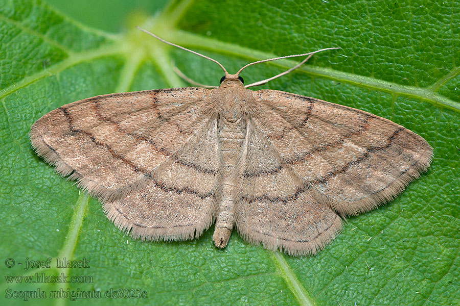 Weinroter Triftenflurspanner Scopula rubiginata