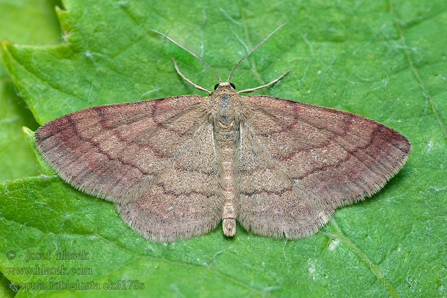 Пяденица тимьяновая Scopula rubiginata