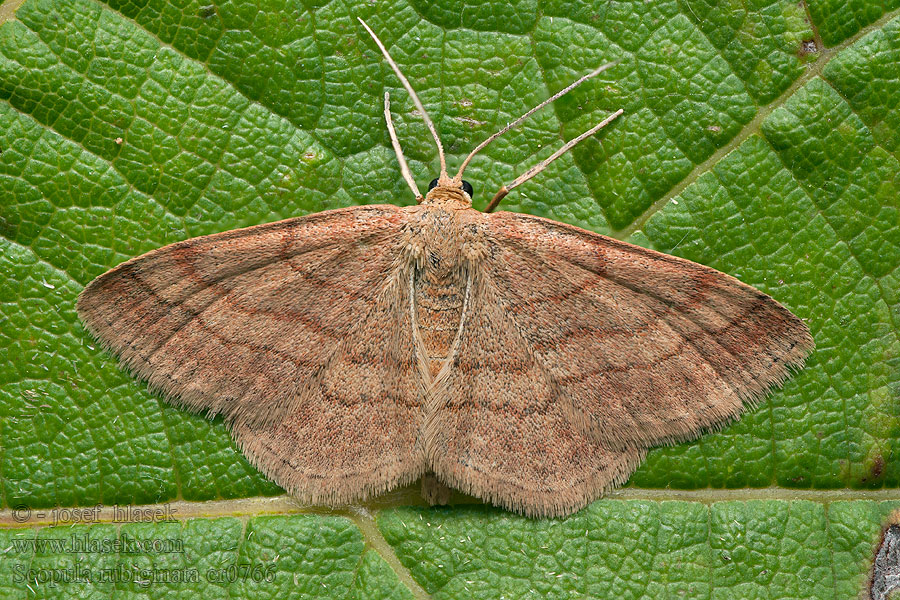 Vlnopásník hnědonachový Scopula rubiginata