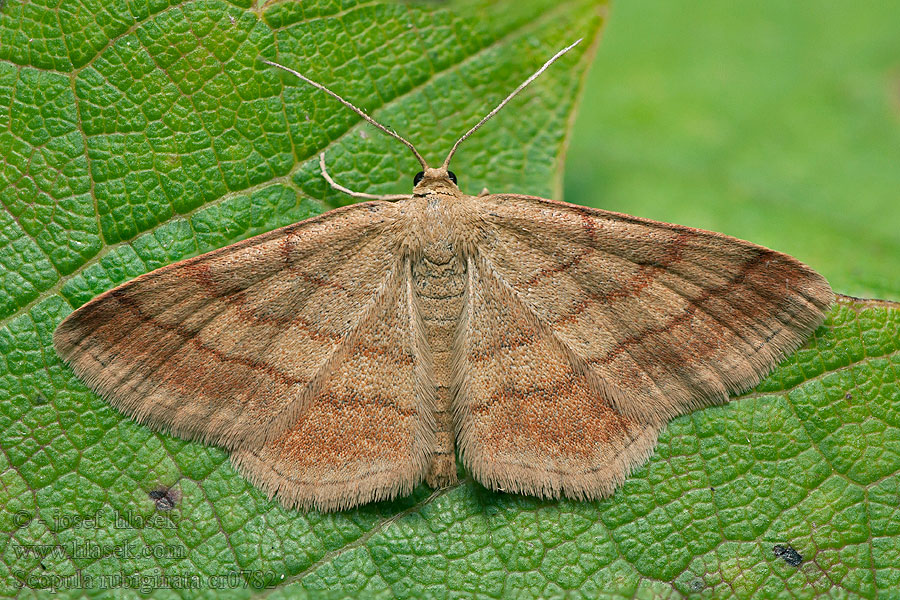 Scopula rubiginata