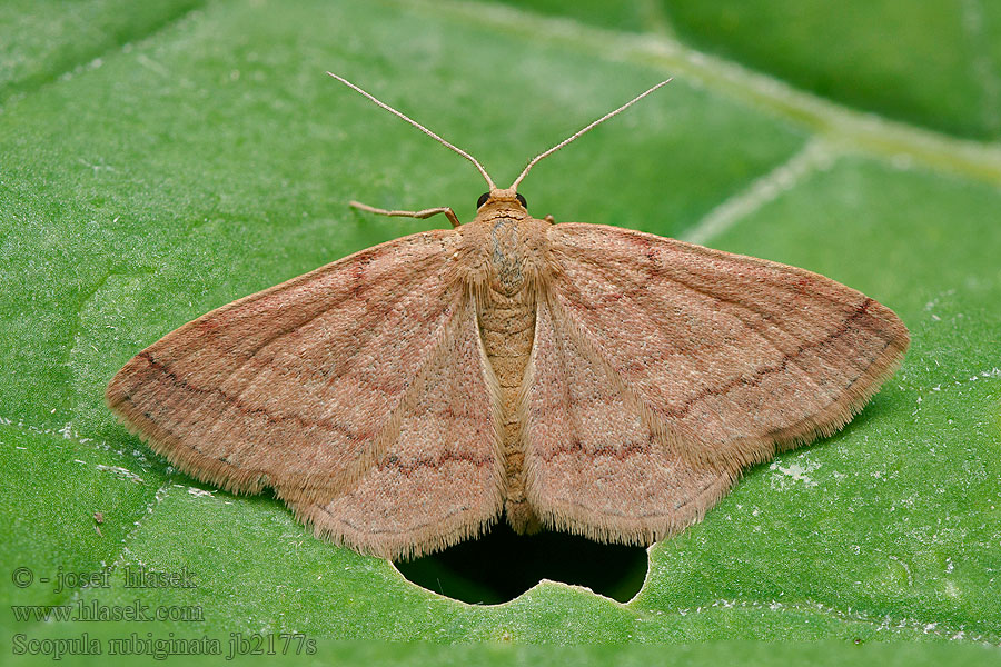 Scopula rubiginata