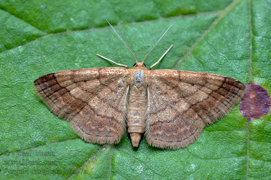 Vlnopásník hnědonachový Scopula rubiginata