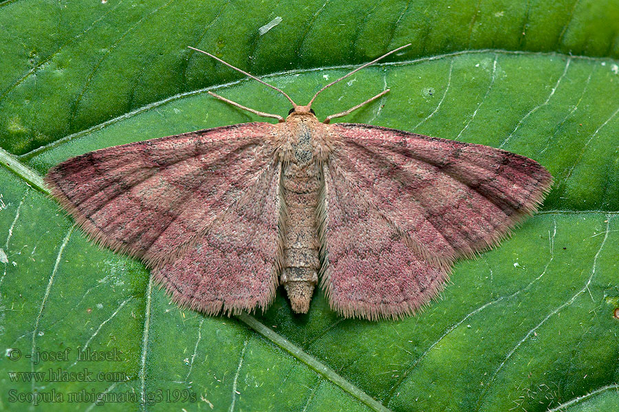 Tawny Wave Piros sávosaraszoló Weinroter Triftenflurspanner Scopula rubiginata