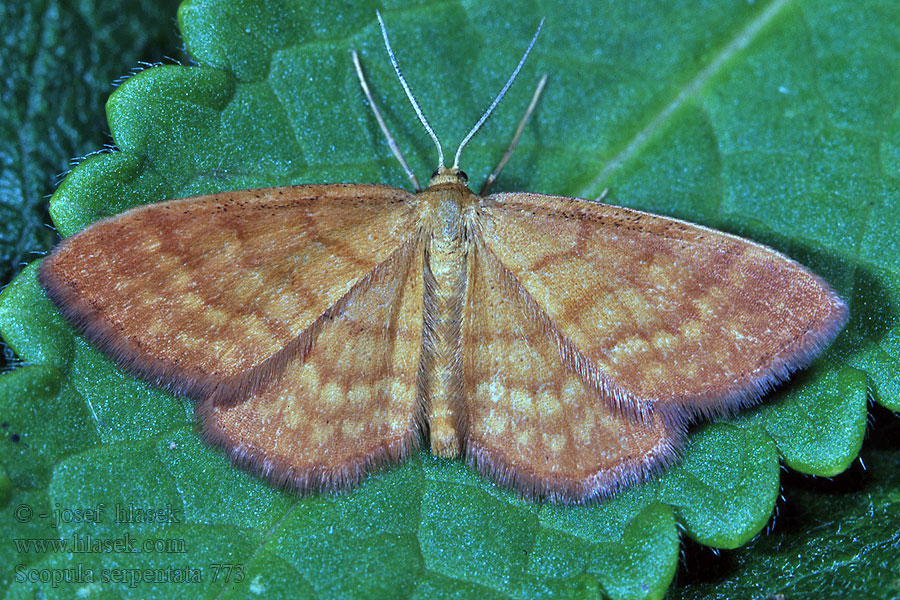 Scopula serpentata Idaea Žlutokřídlec hlinožlutý Piadica hlinožltá