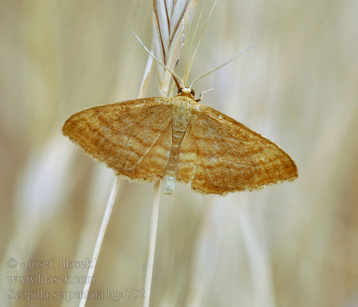 Scopula serpentata Idaea Žlutokřídlec hlinožlutý Rostgelber Magerrasen-Zwergspanner Ochraceous Wave