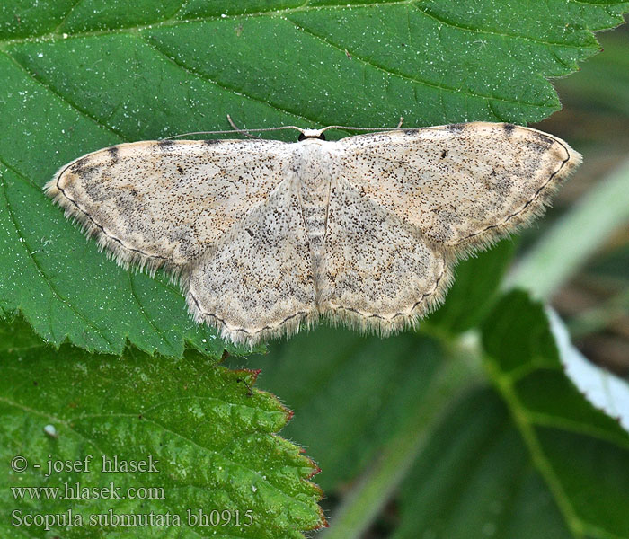 Scopula submutata Phalène embrouillée 