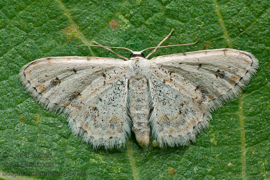 Scopula submutata