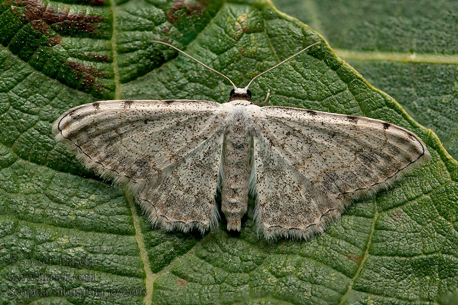 Scopula submutata