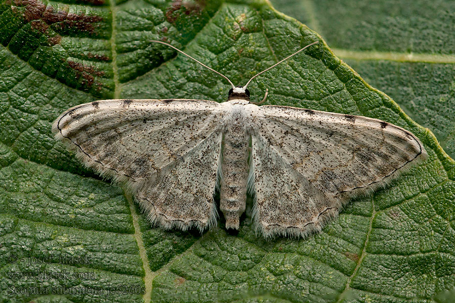 Scopula submutata