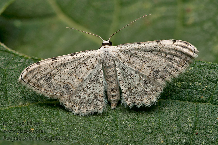 Phalène embrouillée Scopula submutata