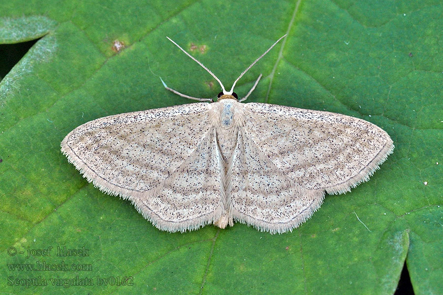 Scopula virgulata Streaked Wave Vlnopásnik pruhovaný