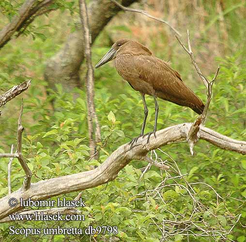 Scopus umbretta Hamerkop Hammerhoved Hammerhead Varjohaikara Ombrette africaine Hammerkop Uccello Martello Hammerkopf Waruga Takatra tmavá Kladivouš africký Ave Martillo Skuggstork Hamerkop Молотогла́в シュモクドリ