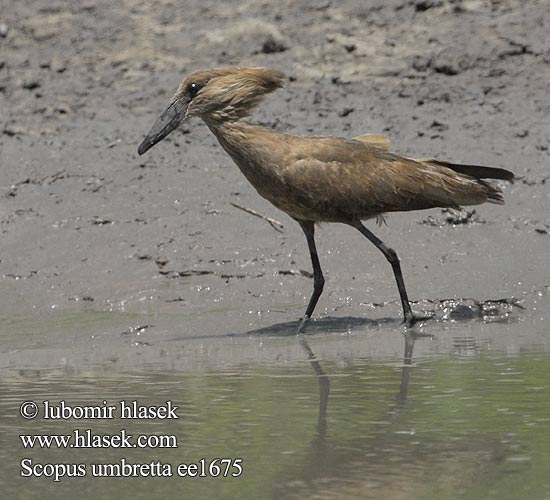 Ombrette africaine Hammerkop Uccello Martello Hammerkopf Waruga Takatra tmavá Kladivouš africký Ave Martillo Skuggstork Hamerkop Молотогла́в シュモクドリ Scopus umbretta Hamerkop Hammerhoved Hammerhead Varjohaikara