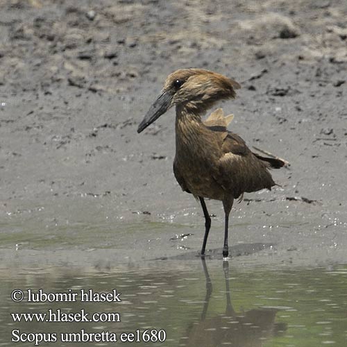 Waruga Takatra tmavá Kladivouš africký Ave Martillo Skuggstork Hamerkop Молотогла́в シュモクドリ Scopus umbretta Hamerkop Hammerhoved Hammerhead Varjohaikara Ombrette africaine Hammerkop Uccello Martello Hammerkopf