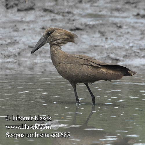 Hamerkop Молотогла́в シュモクドリ Scopus umbretta Hamerkop Hammerhoved Hammerhead Varjohaikara Ombrette africaine Hammerkop Uccello Martello Hammerkopf Waruga Takatra tmavá Kladivouš africký Ave Martillo Skuggstork