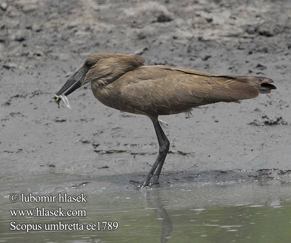 Hammerhoved Hammerhead Varjohaikara Ombrette africaine Hammerkop Uccello Martello Hammerkopf Waruga Takatra tmavá Kladivouš africký Ave Martillo Skuggstork Hamerkop Молотогла́в シュモクドリ Scopus umbretta