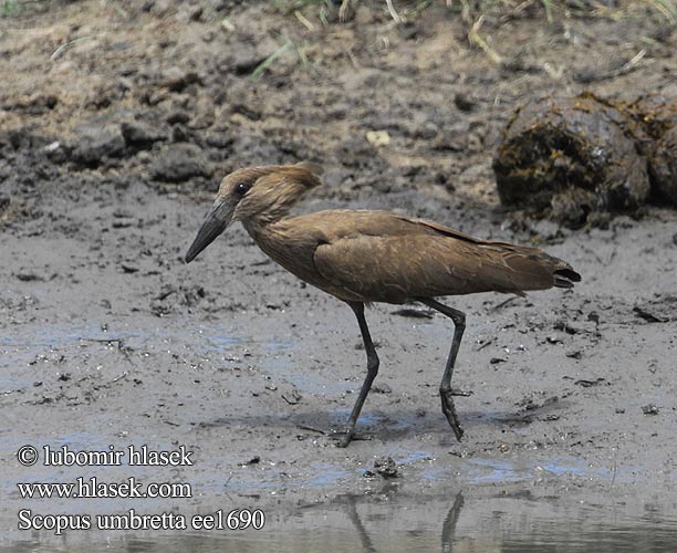 Hammerkop Uccello Martello Hammerkopf Waruga Takatra tmavá Kladivouš africký Ave Martillo Skuggstork Hamerkop Молотогла́в シュモクドリ Scopus umbretta Hammerhoved Hammerhead Varjohaikara Ombrette africaine