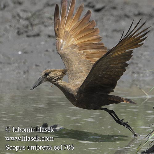 Hammerkopf Waruga Takatra tmavá Kladivouš africký Ave Martillo Skuggstork Hamerkop Молотогла́в シュモクドリ Scopus umbretta Hammerhoved Hammerhead Varjohaikara Ombrette africaine Hammerkop Uccello Martello