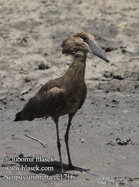 Kladivouš africký Ave Martillo Skuggstork Hamerkop Молотогла́в シュモクドリ Scopus umbretta Hammerhoved Hammerhead Varjohaikara Ombrette africaine Hammerkop Uccello Martello Hammerkopf Waruga Takatra tmavá