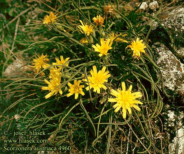 Scorzonera austriaca