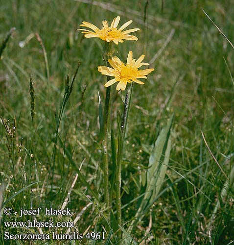 Scorzonera humilis Hadí mord nízký Niedrige Schwarzwurzel