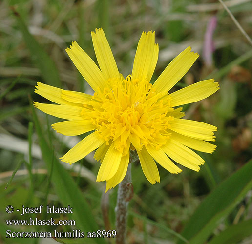 Hadí mord nízký Niedrige Schwarzwurzel Scorzonera humilis