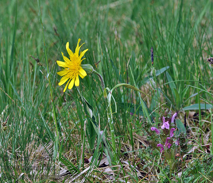 Viper's-grass Wężymord niski Scorzonère humble Scorzonera humilis