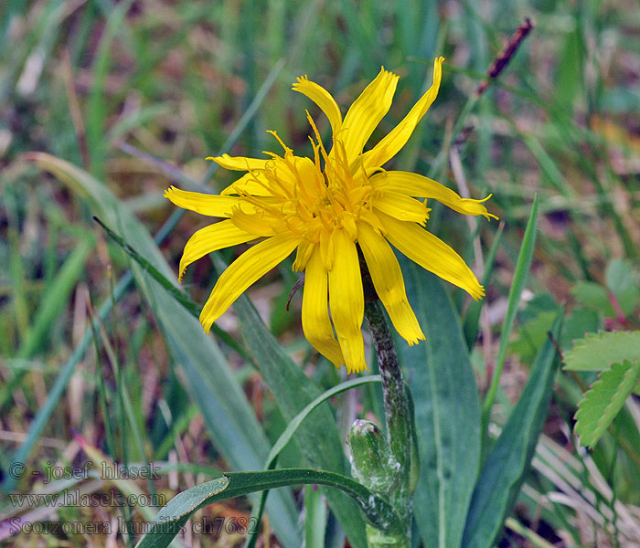 Svinrot Alacsony pozdor Kleine schorseneer Scorzonera humilis