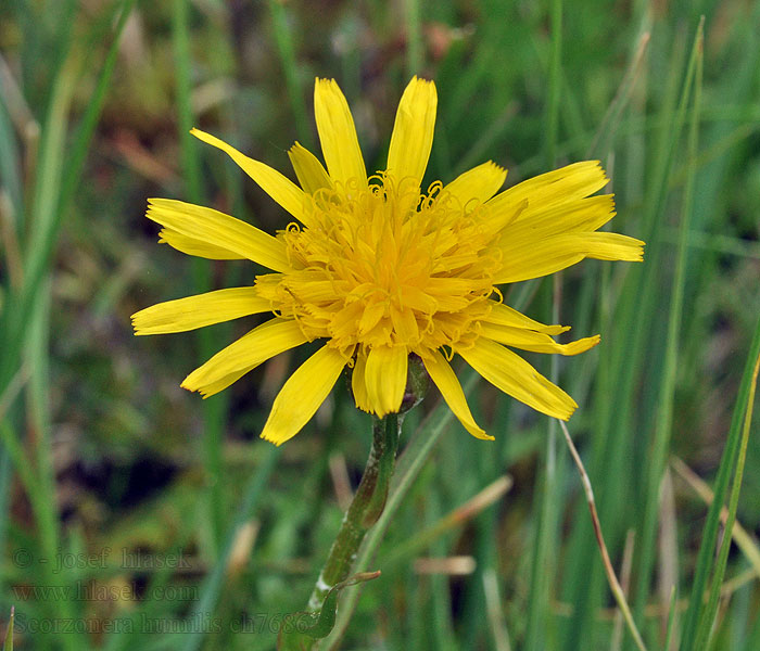 Hadí mord nízký Козелец приземистый Scorzonera humilis