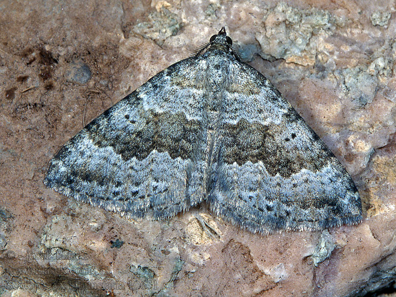 Scotopteryx bipunctaria Vlnočárník ožankový Chalk Carpet