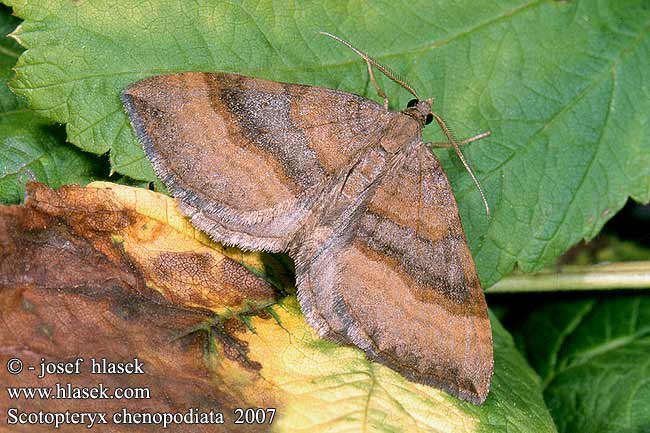 Scotopteryx chenopodiata Shaded Broad-bar Braunbingiger Wellenstriemenspanner