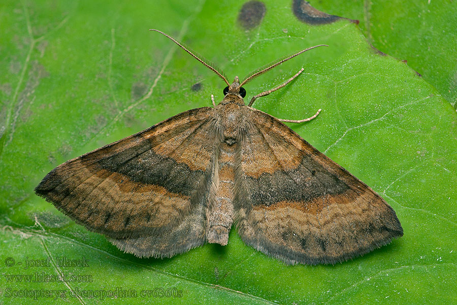 Braunbingiger Wellenstriemenspanner Scotopteryx chenopodiata